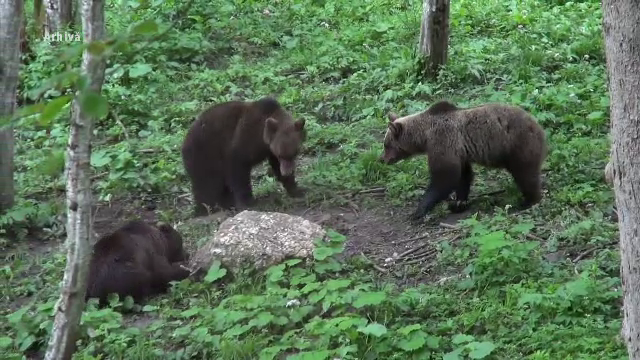 Încă un bărbat rănit de un urs. A fost operat de urgenţă la spitalul din Miercurea Ciuc