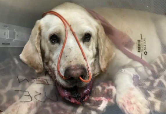 Poveste emoționantă. Un labrador i-a salvat viața stăpânei sale, sărind în fața unui șarpe care voia să o atace