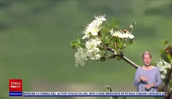 Conacele impozante din România au început să își găsească proprietari străini. Cât costă o astfel de proprietate