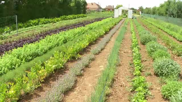 Ministerul Agriculturii dă fonduri pentru cei care cultivă plante aromatice, dar banii riscă să rămână nefolosiți