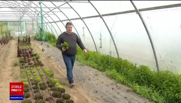 Ministerul Agriculturii dă fonduri pentru cei care cultivă plante aromatice, dar banii riscă să rămână nefolosiți