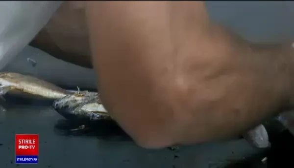 Mediul marin și-a revenit în pandemie. Cherhanalele de la malul mării vin cu o ofertă mult mai bogată