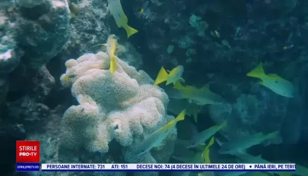 Marea Barieră de Corali, aproape să ajungă pe lista siturilor „în pericol ” a UNESCO. Australia se opune cu îndârjire