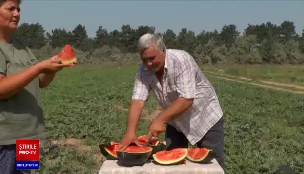 Au apărut renumiții pepeni de Dăbuleni. Prețul va fi mai mic anul acesta