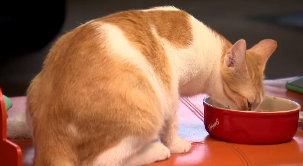 Tot mai multe familii și-au luat un animal în pandemie. Afacerile conexe au explodat