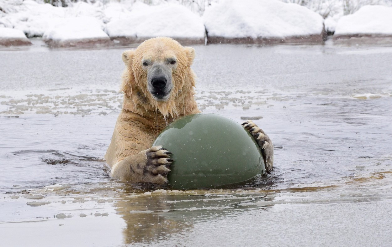 Temperaturi alarmante la Cercul Polar arctic: 48 de grade Celsius, la sol, în prima zi de vară