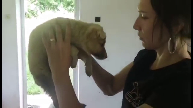 Căței îngropați de vii în Suceava. Câțiva tineri au săpat cu mâinile goale după ei