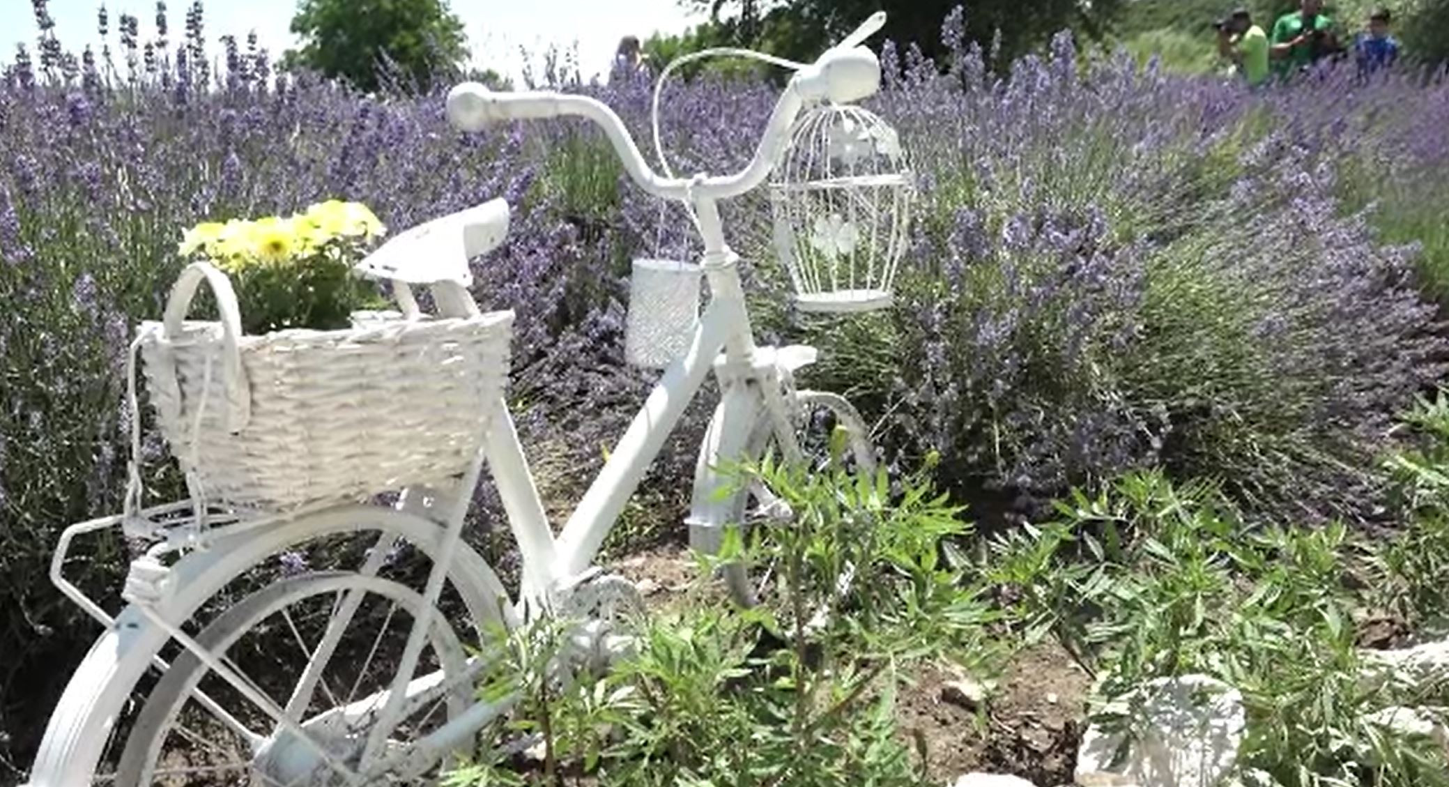 Culturile de lavandă, tot mai populare în România. Ce produse se fabrică din aceste plante