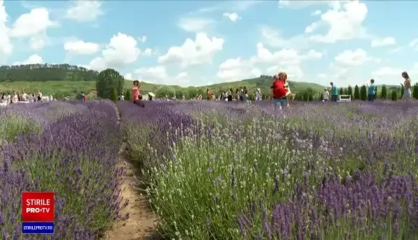 Culturile de lavandă, tot mai populare în România. Ce produse se fabrică din aceste plante