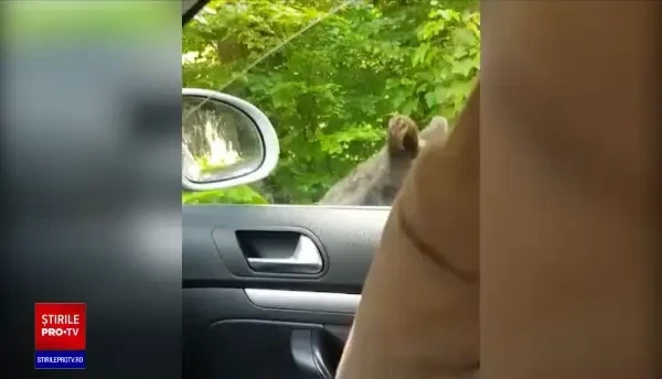 Panică în parcul central din Sinaia. O turistă a dat nas în nas cu un urs