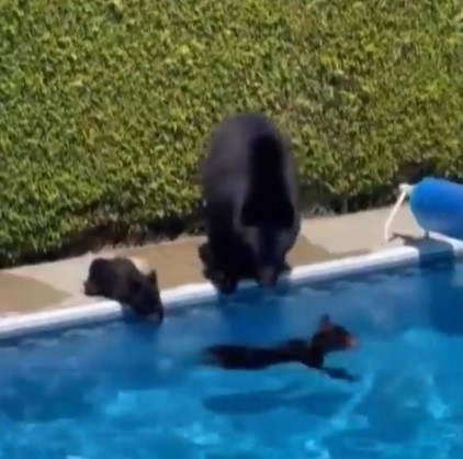 Canada se topește la 47 de grade. O ursoaică și puii săi au intrat într-o curte și s-au răcorit într-o piscină