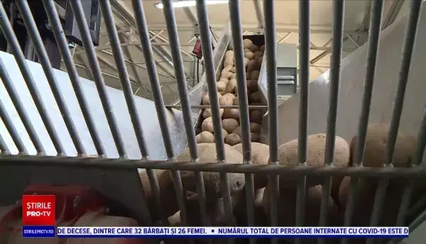 Ce produse s-au scumpit cel mai mult în acest an. Euro ar putea ajunge la 5 lei