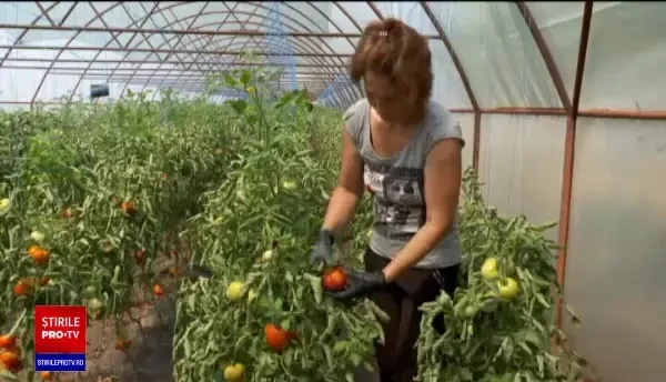 Roșiile românești din piețe sunt mai scumpe față de vara trecută. Ce spun producătorii