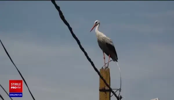 A început recensământul cuiburilor de barză în Mureș. Zburătoarele vor avea câte două inele