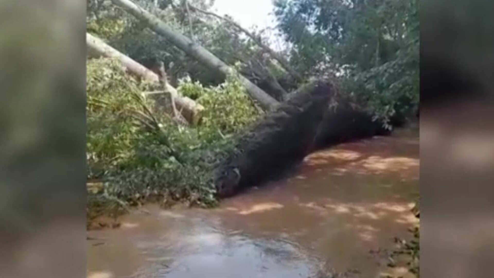 Vijeliile au cuprins țara, după valul de căldură. Bilanțul prăpădului