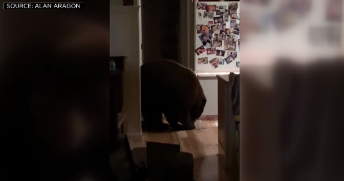 Un urs și-a făcut de cap în bucătăria unei familii: A mancat cereale și a băut lapte cu cacao