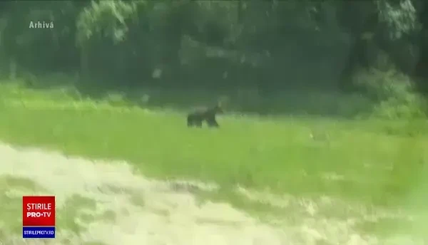 VIDEO | Bărbat atacat de urs în Harghita. A fost rănit grav și preluat de elicopterul SMURD