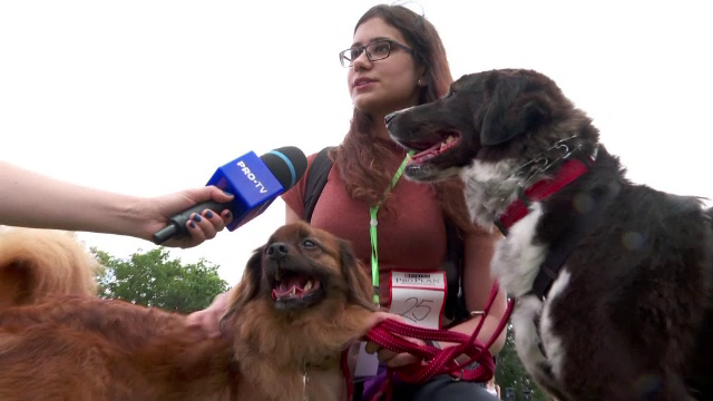 Concursul de frumusețe canină Animal Fest s-a desfășurat la Iași, timp de două zile