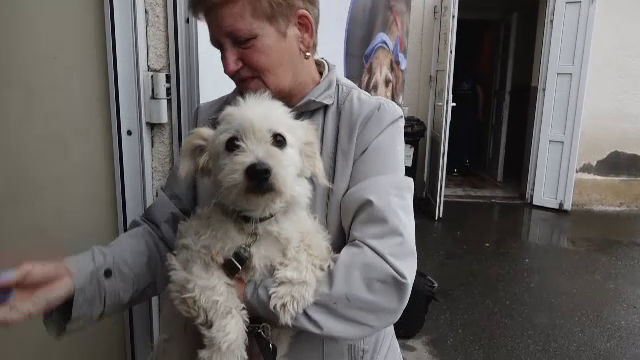 Peste 150 de câini şi pisici, sterilizate gratuit, într-un sat din Mureș, de voluntarii unei asociații