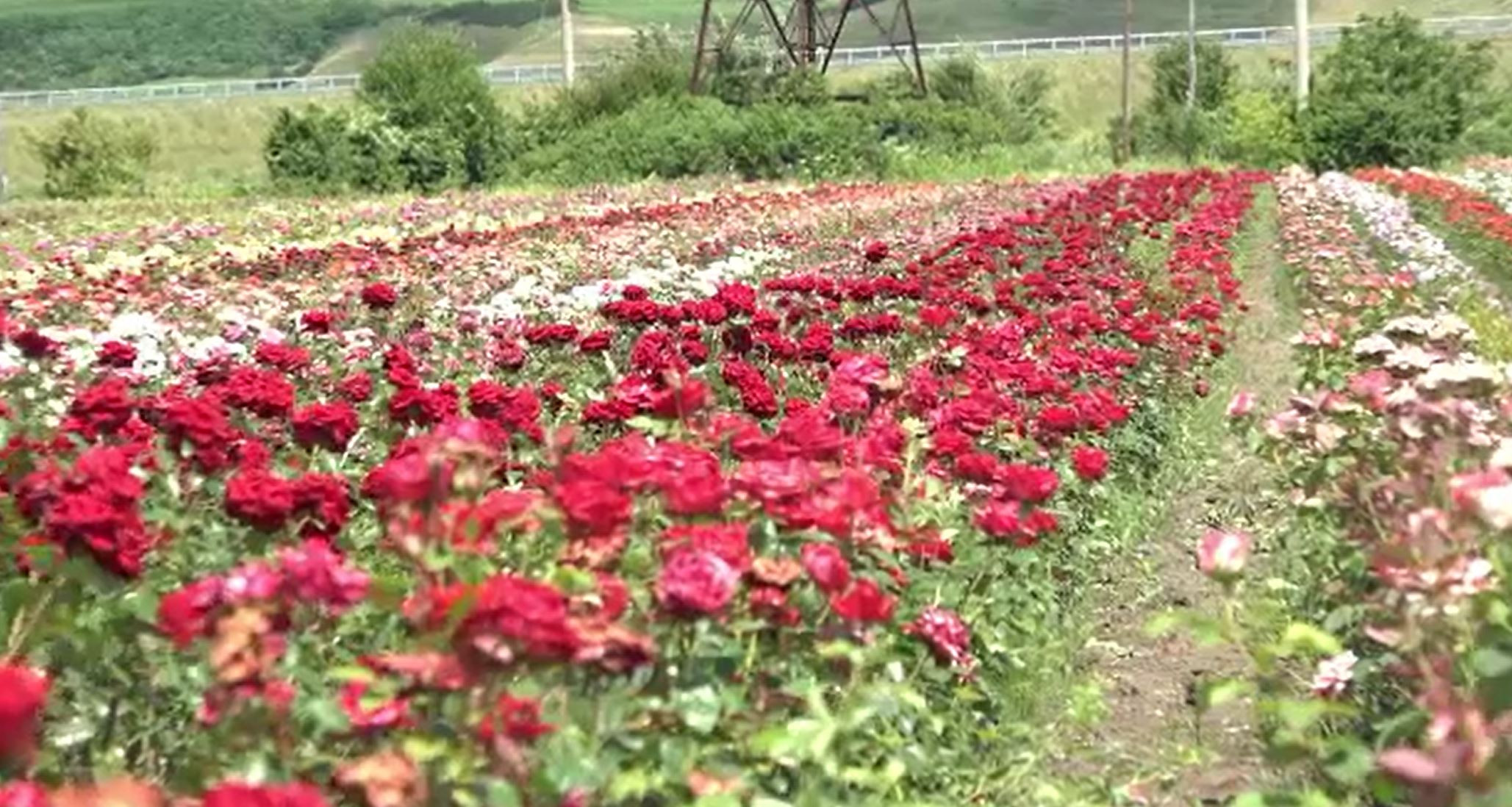 Horticultorii români dezvoltă trandafiri unici în Europa. Care sunt cele mai căutate soiuri