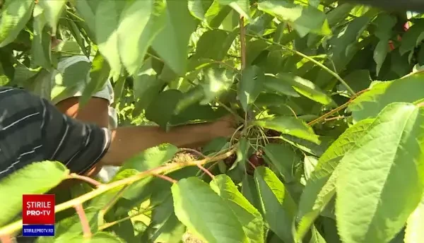 Producătorii de fructe vin cu oferte unice. Într-o livadă din București clienții își pot culege singuri cireșele