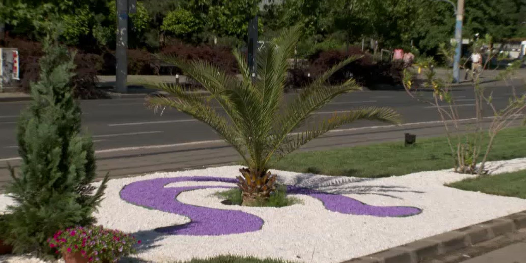 Centrul Craiovei, decorat cu palmieri. Ce spun localnicii despre decizia autorităților de a decora orașul cu arbori exotici