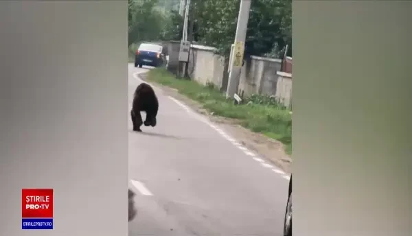 Incident grav în județul Covasna. Un copil de 8 ani a fost atacat de un urs