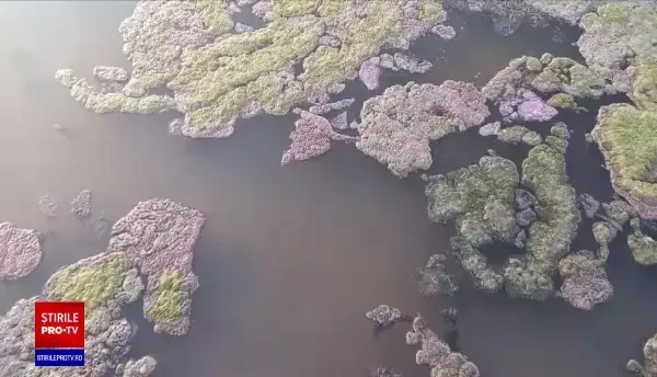 Ce este pătura vegetală care a acoperit lacul Techirghiol. Este sau nu periculoasă pentru oameni