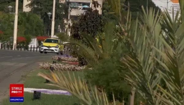 Centrul Craiovei, decorat cu palmieri. Ce spun localnicii despre decizia autorităților de a decora orașul cu arbori exotici