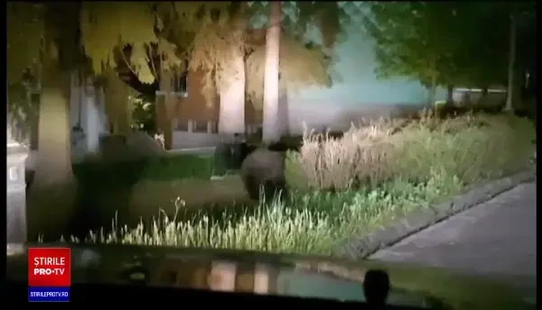 Problema urșilor care intră în localități și atacă oameni, rămasă nerezolvată din cauza birocrației