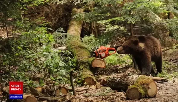 Ministrul Mediului: Urşii agresivi care pun în pericol viaţa oamenilor vor putea fi împuşcaţi sau eutanasiaţi