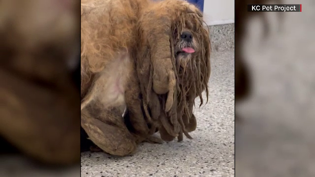 Cum arată acum acest cățel, după ce a fost salvat de o familie iubitoare. ”Am știut că va fi al nostru”