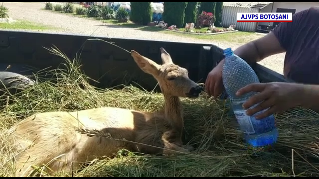 O căprioară a supraviețuit în mod miraculos după ce a fost lovită de o mașină în Botoșani