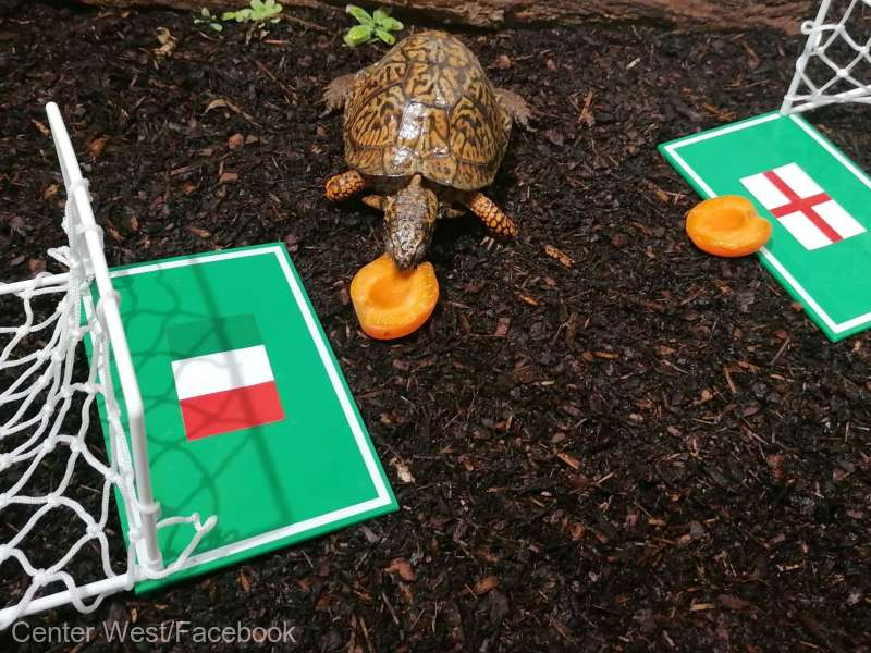 Ţestoasa austriacă Sigmund a pronosticat victoria Italiei asupra Angliei la finala EURO 2020