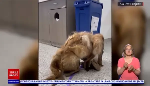 Cum arată acum acest cățel, după ce a fost salvat de o familie iubitoare. ”Am știut că va fi al nostru”