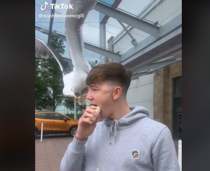 Un pescăruș atacă un tânăr și îi fură mâncarea chiar când acesta mușca dintr-un sandviș. VIDEO