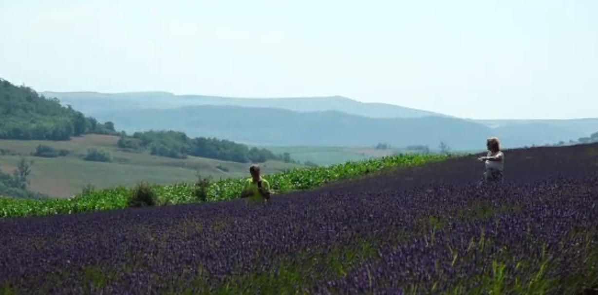 Colțul din România ce seamănă cu Provence. Turiștii au luat cu asalt un deal plin cu lavandă