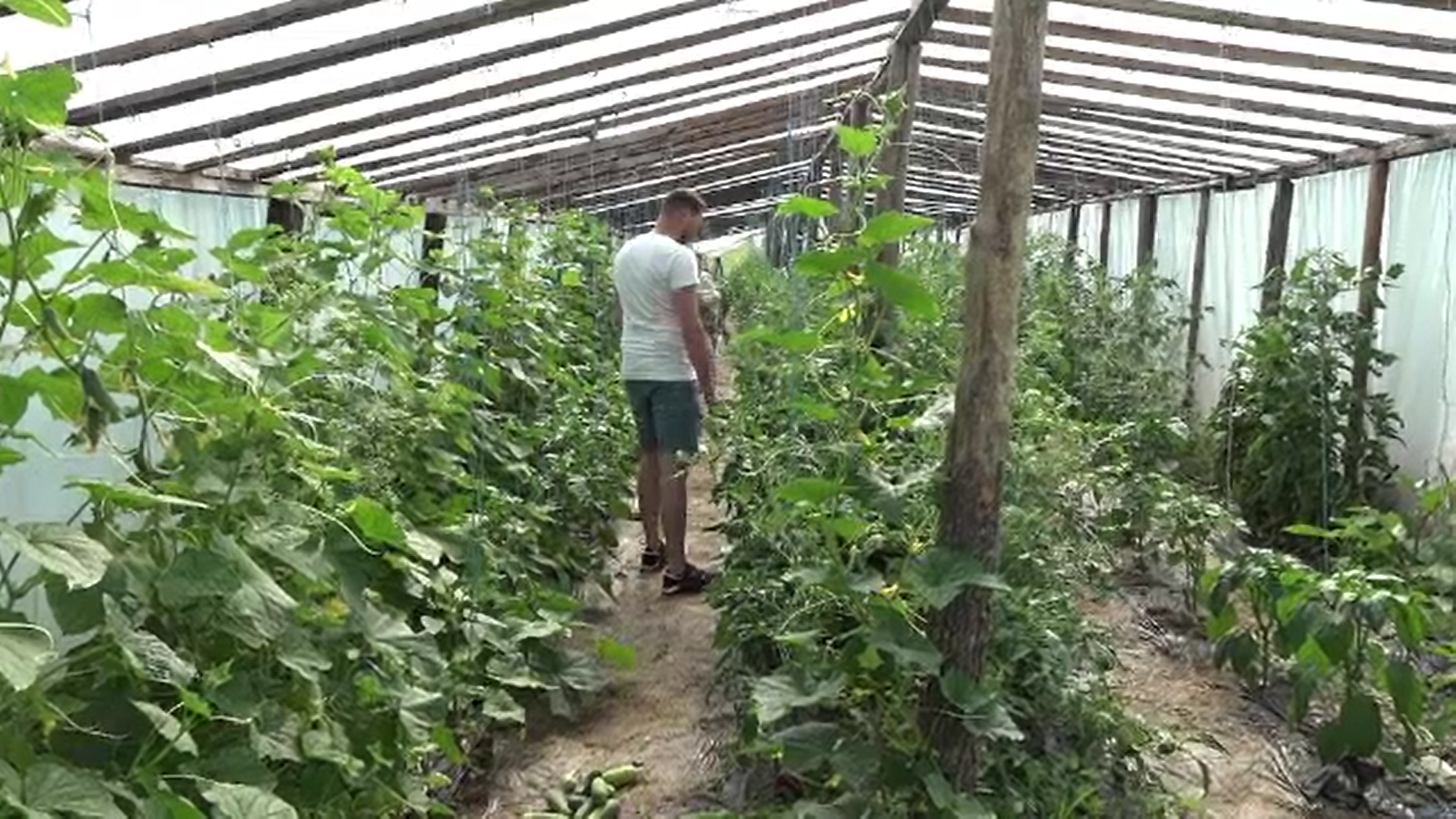Tinerii care se întorc acasă din străinătate ca să lucreze în agricultură primesc ajutor de la stat