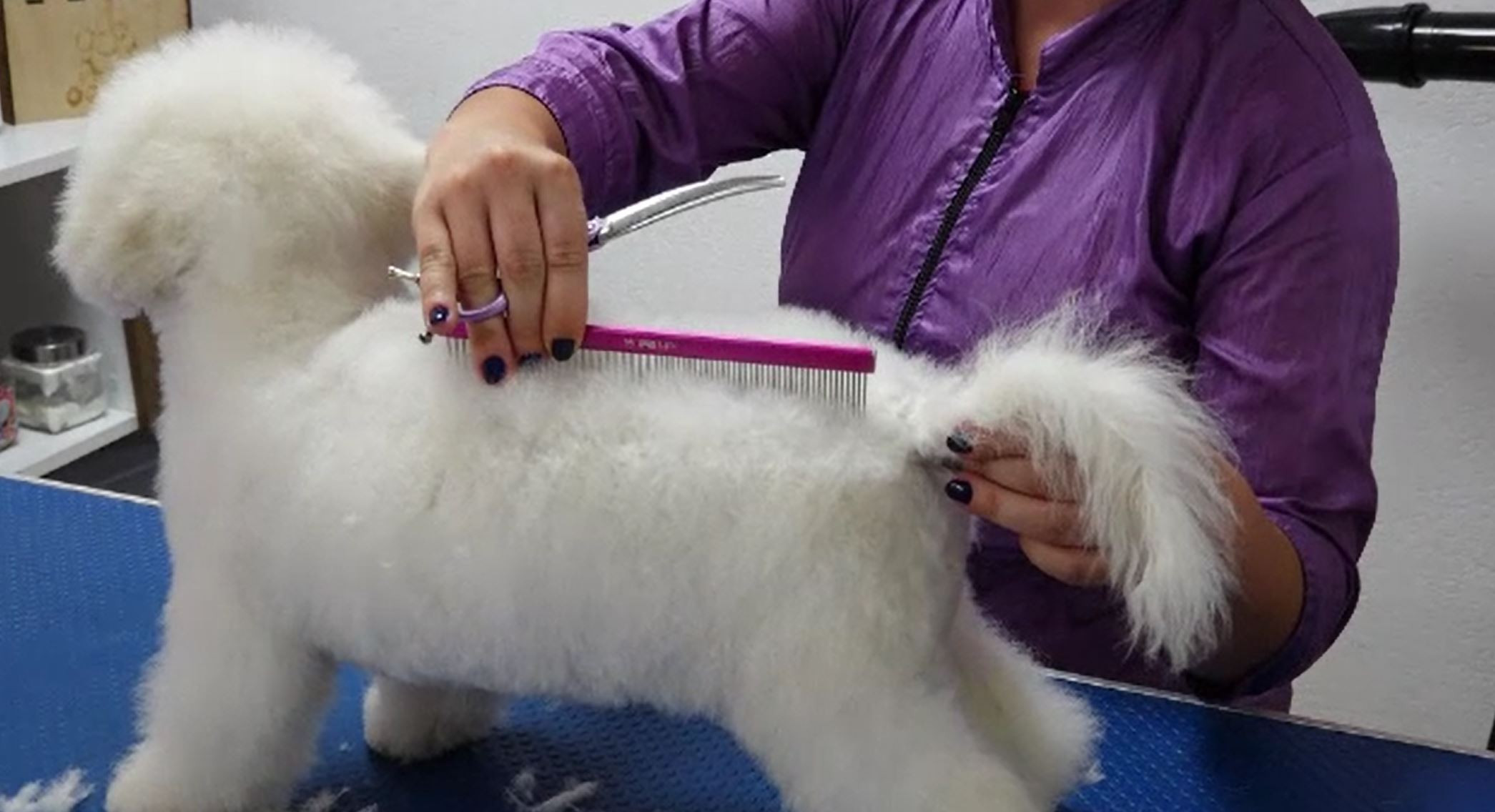 De ce nu este bine să tundeți animalele în această perioadă. Sfaturi din partea medicilor veterinari