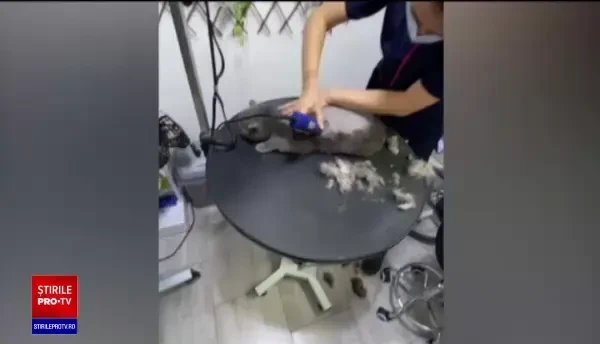 De ce nu este bine să tundeți animalele în această perioadă. Sfaturi din partea medicilor veterinari