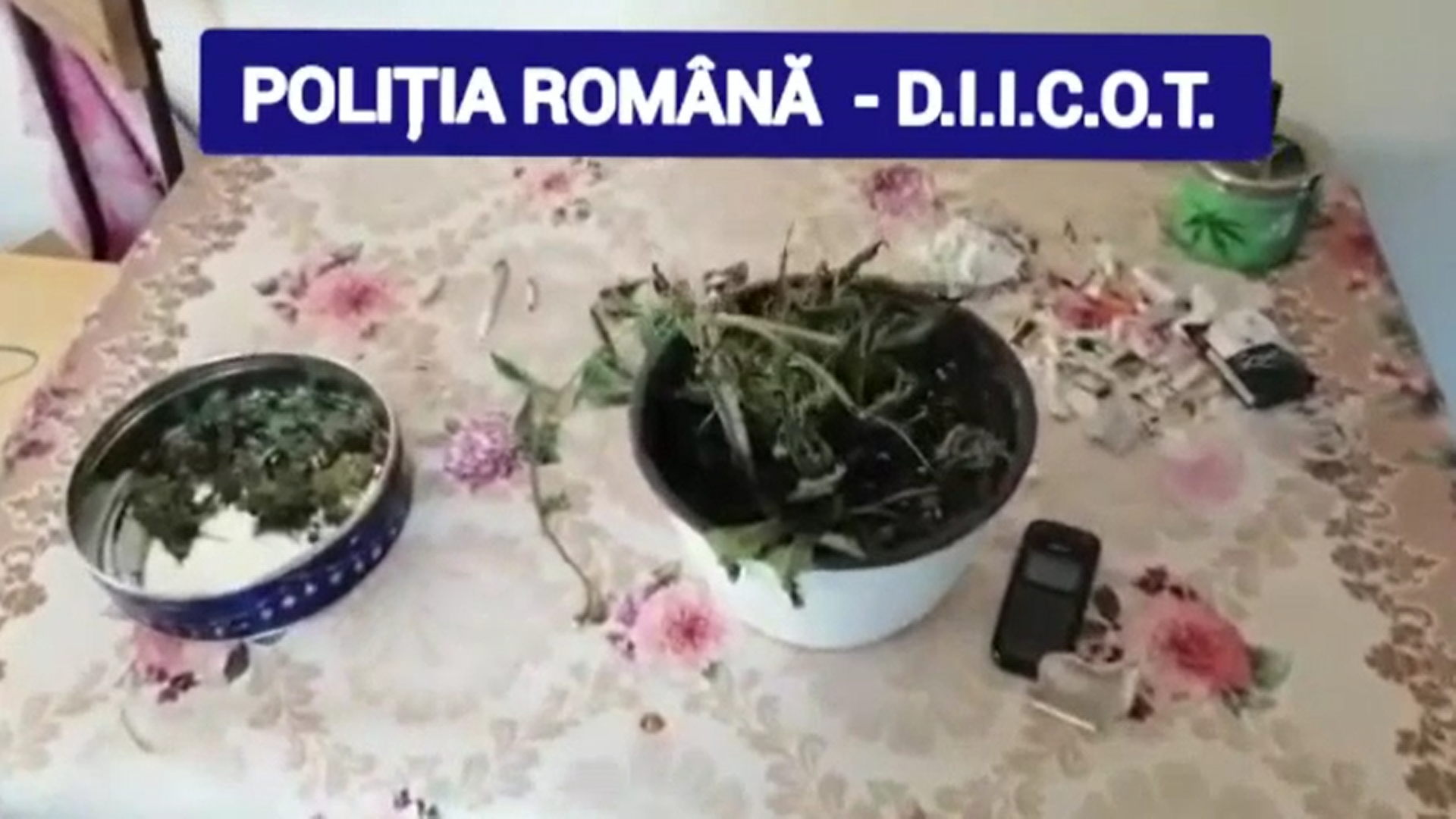 Polițiștii au descoperit o plantație de cannabis în bazinul legumicol Băleni din Dâmbovița