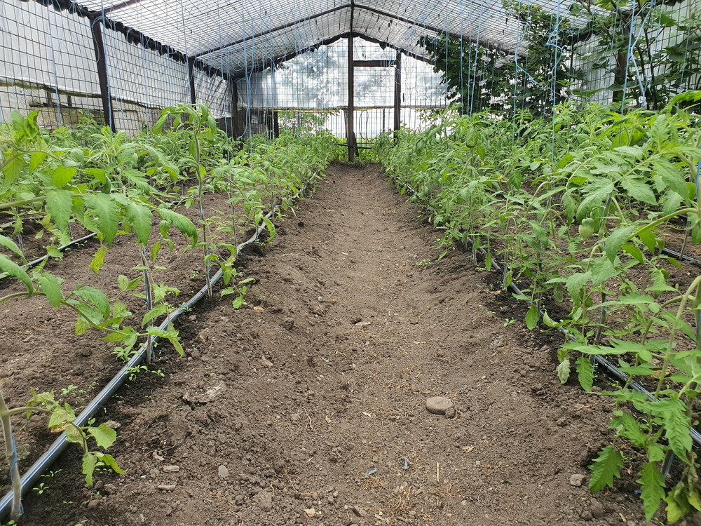 Descoperire uimitoare în Dâmbovița. Ce creșteau, de fapt, în solariile pentru roșii