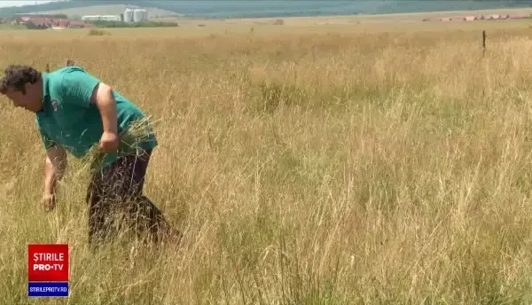 Ministerul Agriculturii vrea să introducă eticheta "lapte de fân". Ce înseamnă și în ce țări se mai găsește