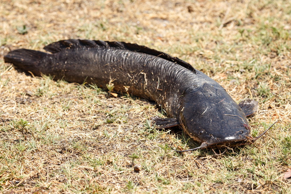 Somnul african, o specie invazivă, descoperită în Delta Dunării. „Merge pe uscat cu aripile din faţă”
