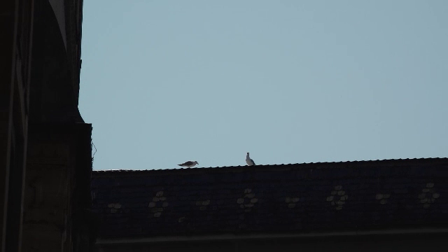 Pescărușii își fac tot mai mult simțită prezența în orașe din Transilvania. Unde cuibăresc