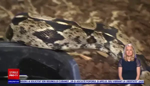 Abandonul animalelor, fenomen tot mai răspândit în Germania. Îngrijitorii spun că abia mai fac față solicitărilor