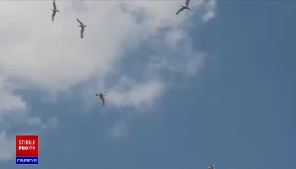 Pescărușii își fac tot mai mult simțită prezența în orașe din Transilvania. Unde cuibăresc