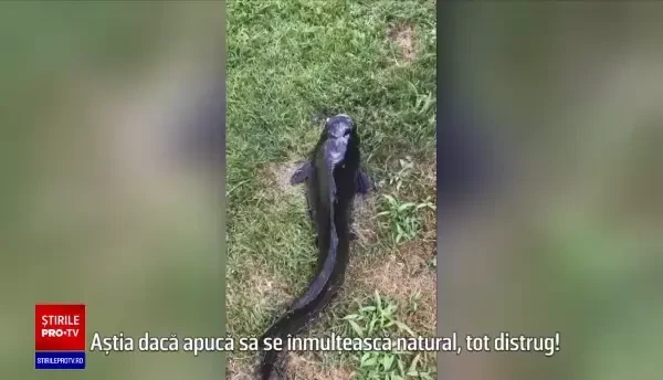 Somnul african, o specie invazivă, descoperită în Delta Dunării. „Merge pe uscat cu aripile din faţă”