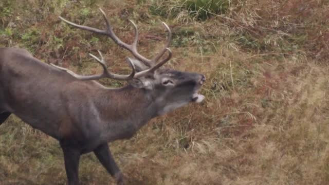 Doi bistrițeni ar fi vânat un cerb, un adevărat trofeu cinegetic, deşi aveau autorizaţie doar pentru vulpe sau mistreţ