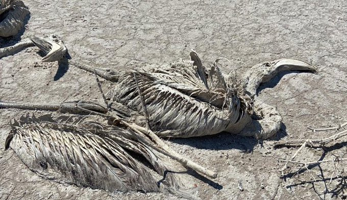 Mii de pui de flamingo găsiţi morţi într-un lac din Turcia ale cărui ape au fost exploatate